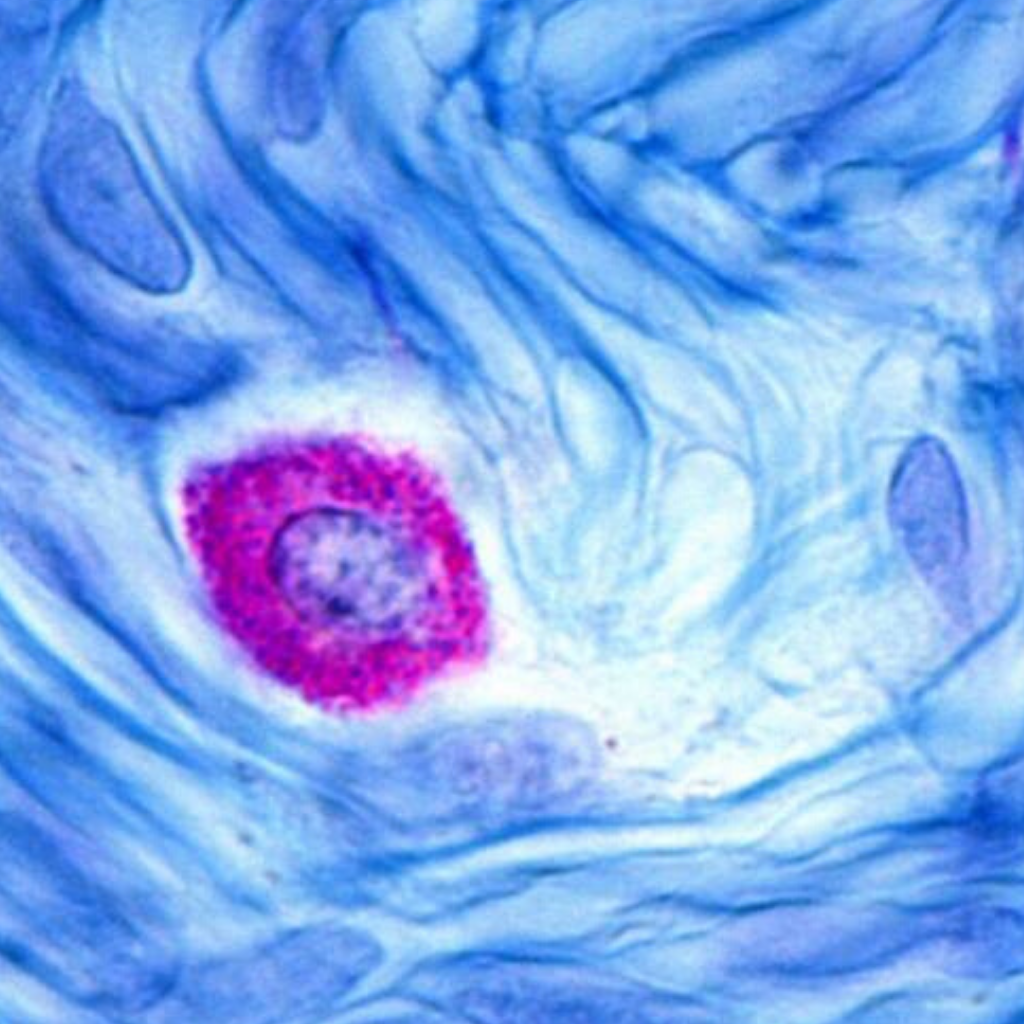 What Controls Mast Cells?