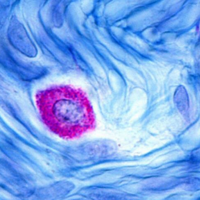 What Controls Mast Cells?