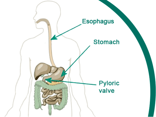digestion with esophagus stomach pyloric valve